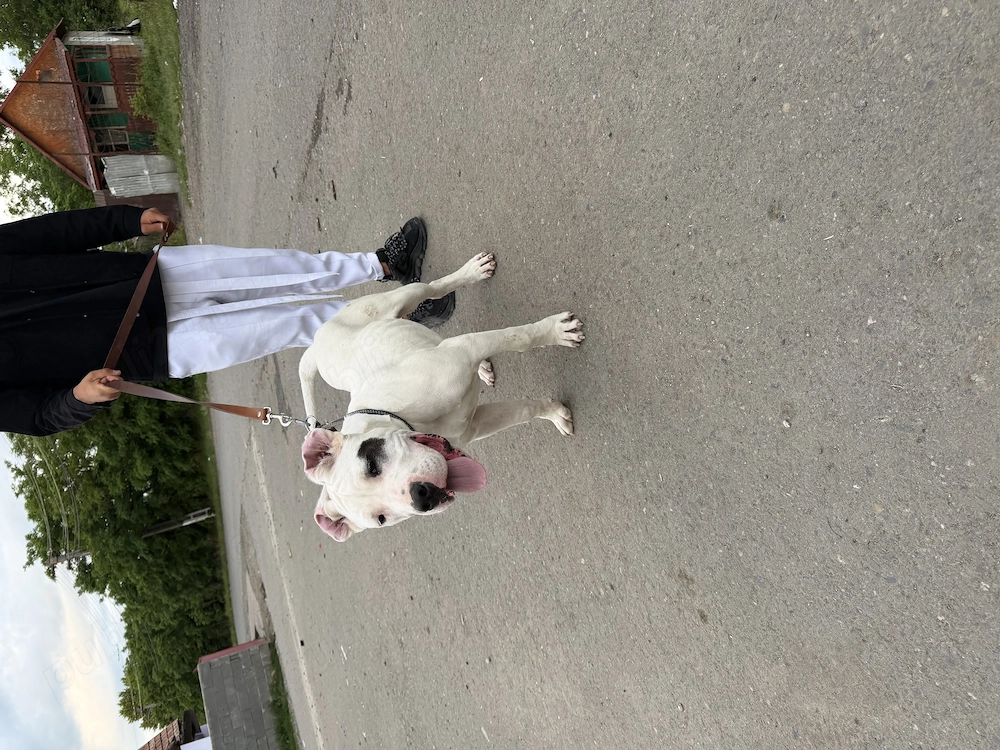 Dog argentinian 