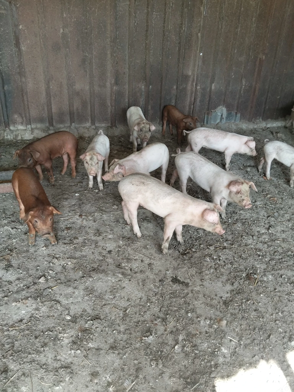 Vând purcei rasa duroc 