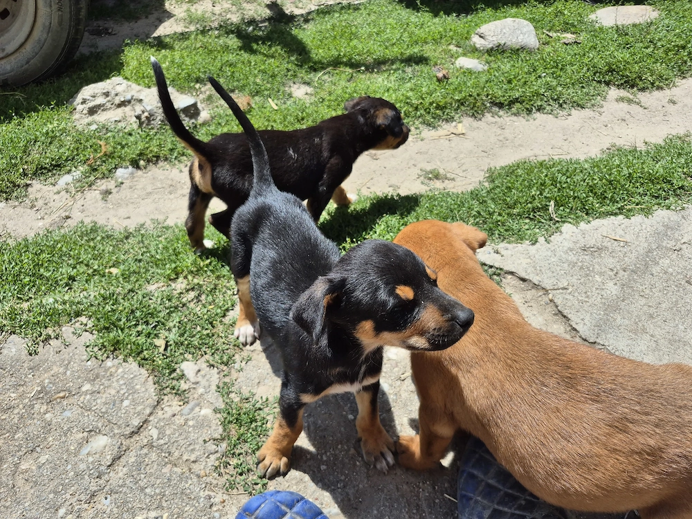 Vand căței Jagdterrier 