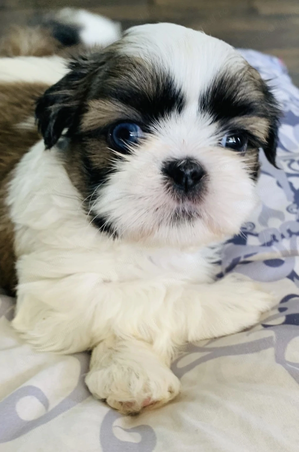 Bichon havanez puiuti