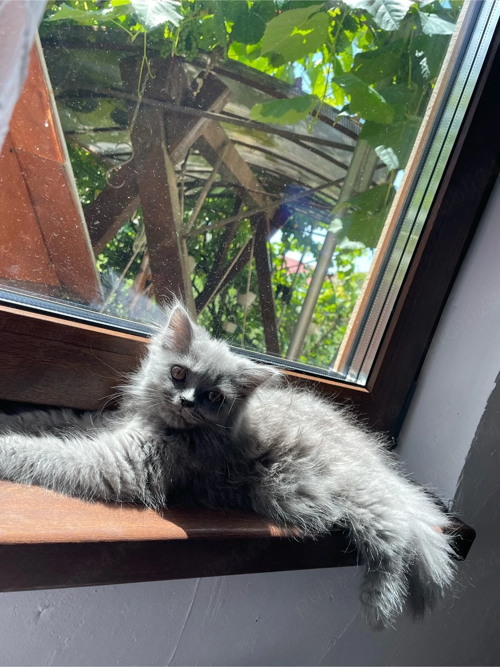 Pisicuță superba British longhair