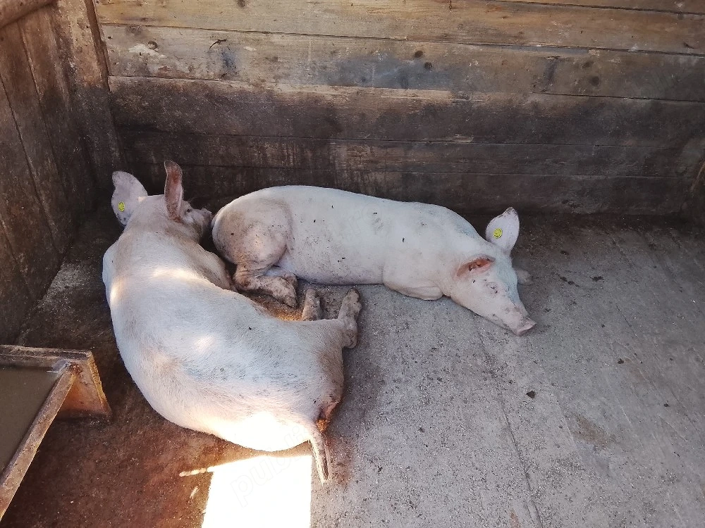 vind 2 porci de carne