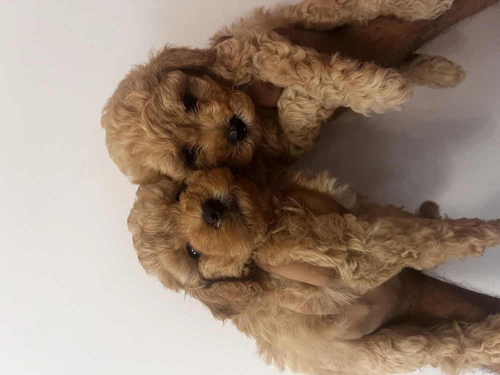 poodle pudal pitic 