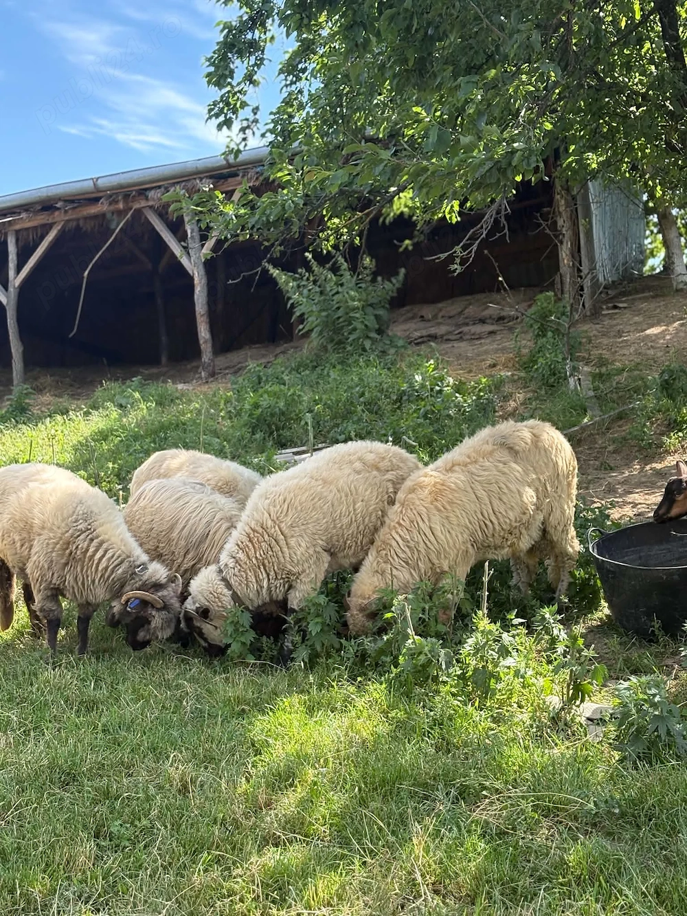 Vând 4 oi , 2 mei și un berbec 