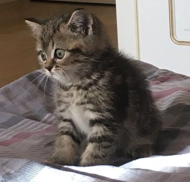 British shorthair pisoiași