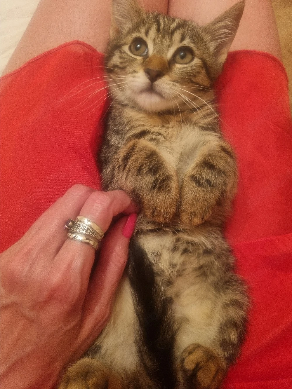 Adoptie pisicuta Iasi