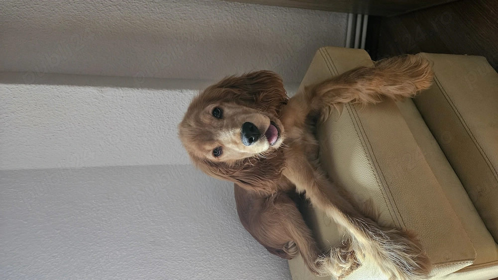 Vând pui de cocker spaniel