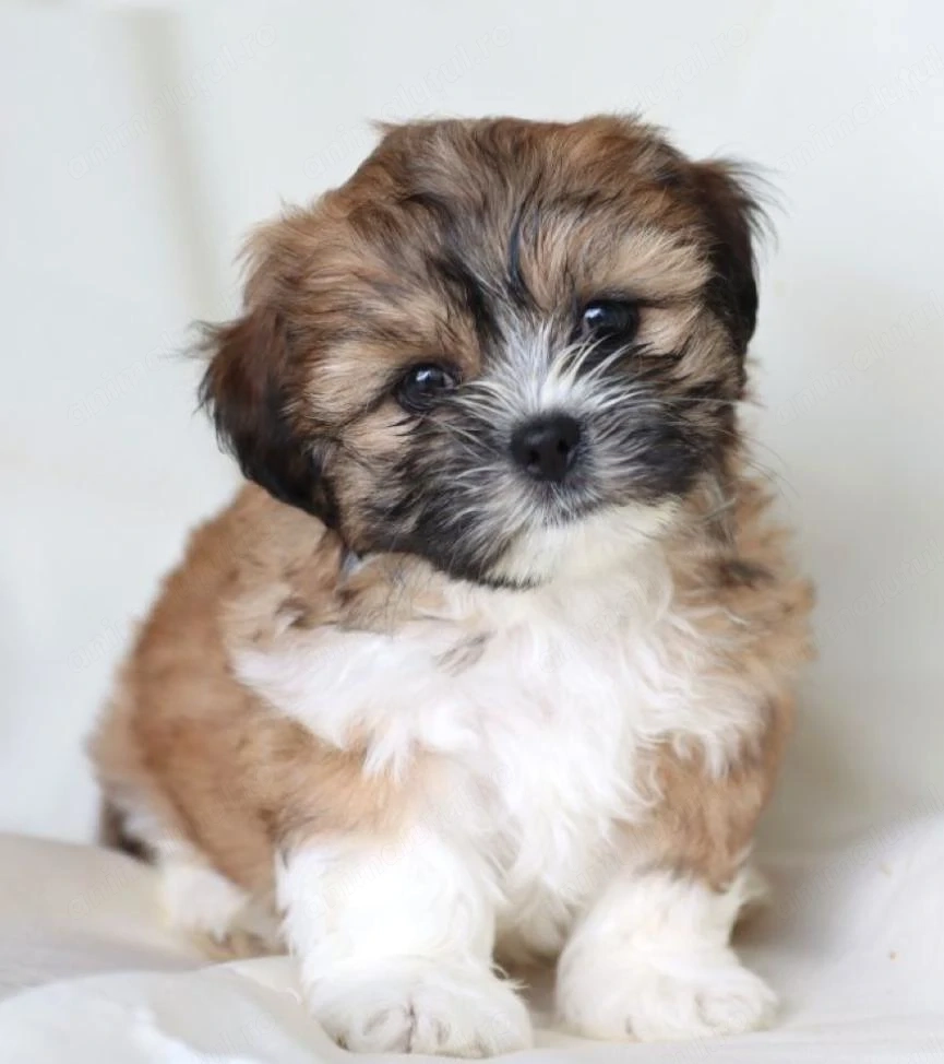 Baietei Bichon havanez 