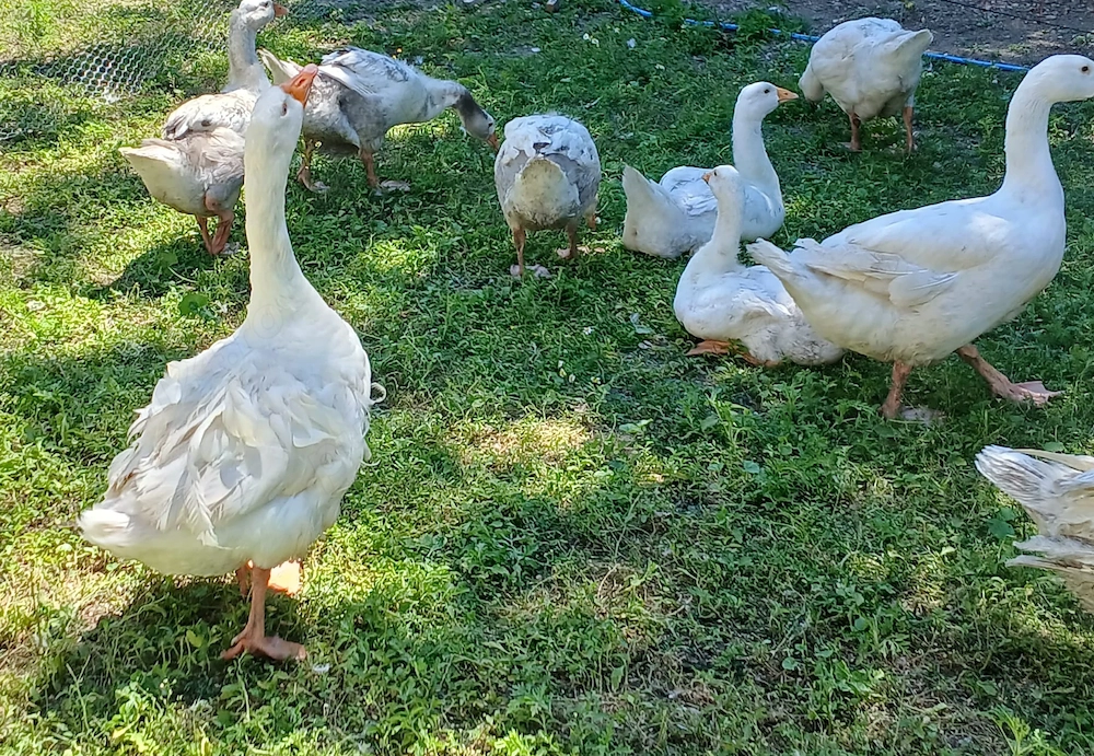 Vand boboci de gasca
