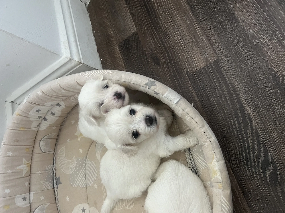 Bichon maltez rasa pura