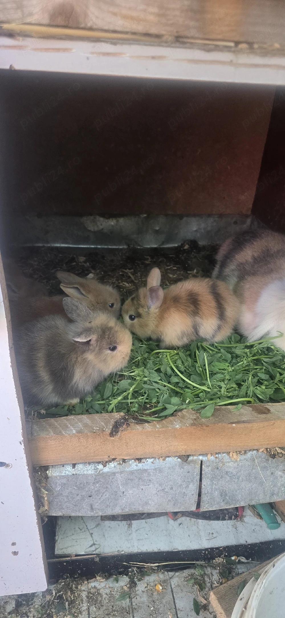 vînd iepurași drăgălași  foarte cuminți si blînzi