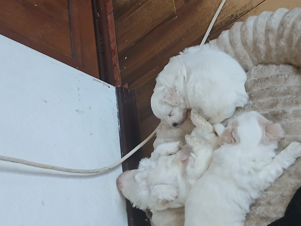 Vând 3 cățeluși bichoni  de 5săptamâni doi băieți și o fetiță