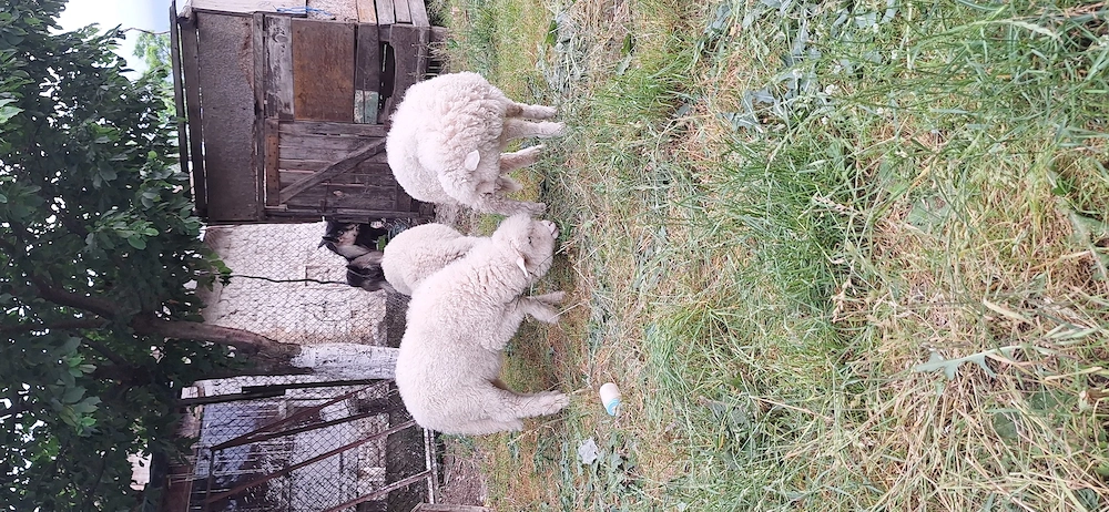 Van urgent 3 Berbeci  