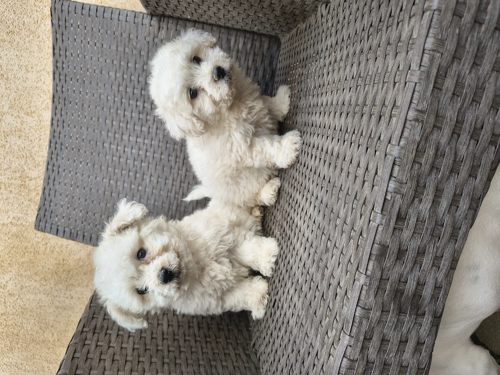 Bichon Bologneze 