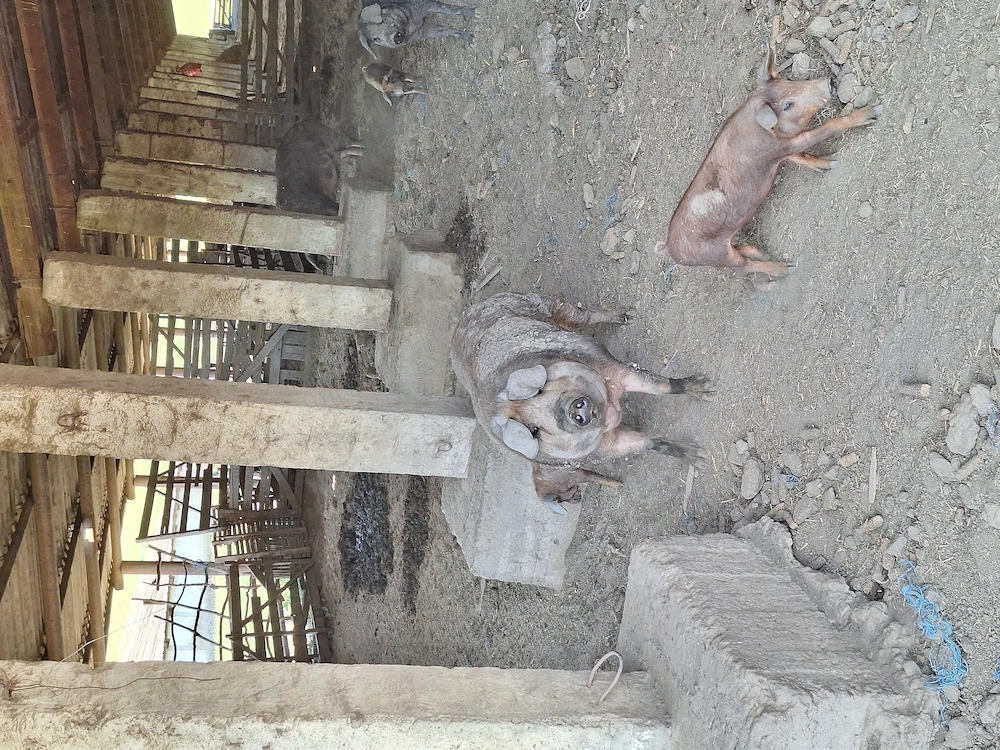 Porci Duroc   carne   200 kg   crescuți natural, în libertate