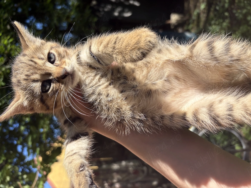 Pui Pisici Norvegiana de padure MIX DONATIE