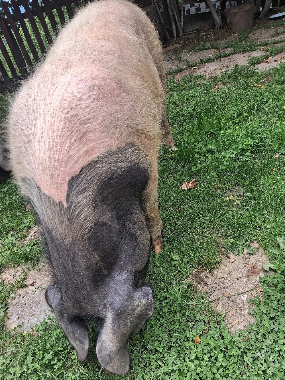 Porc de aproximativ 130kg