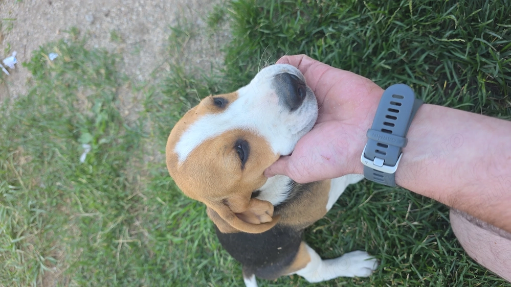 Vand catelusa beagle
