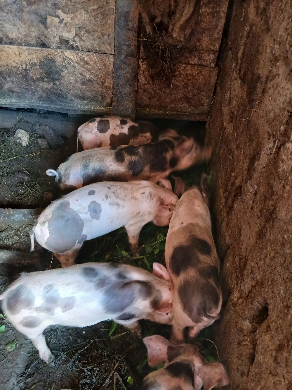 vand purcei de 7 săptămâni 