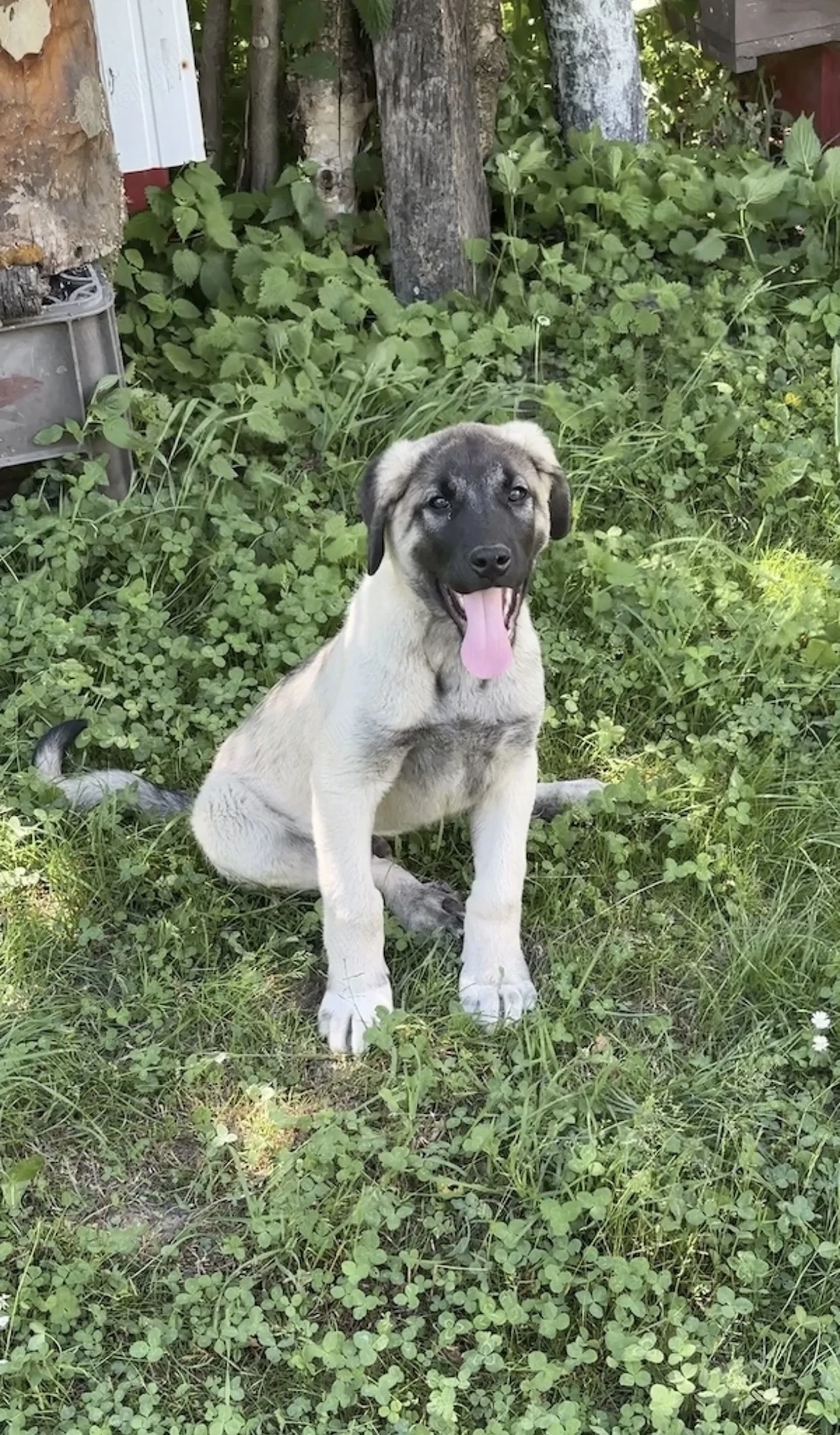 Kangal 3 luni