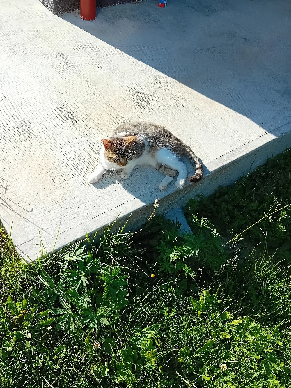 Donez pisică motan tânăr