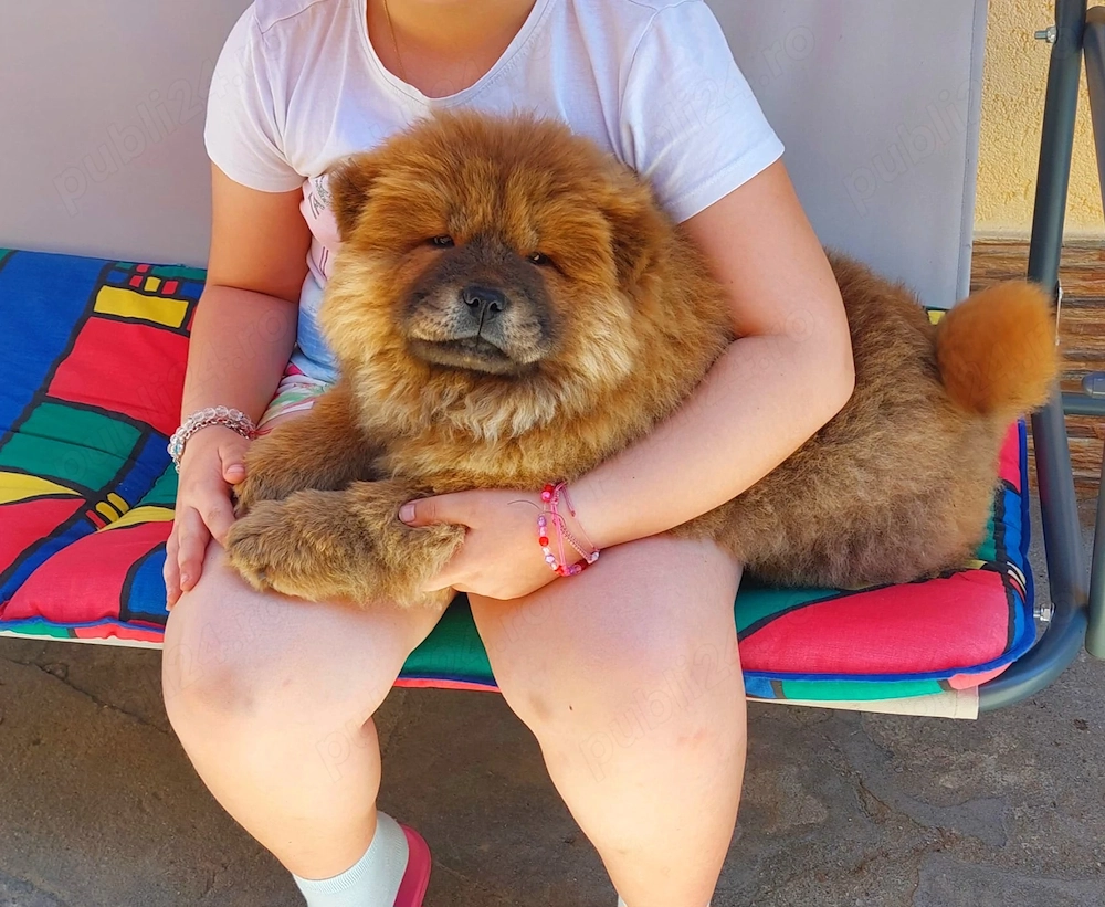 Cățelușa Chow chow 10 saptamani