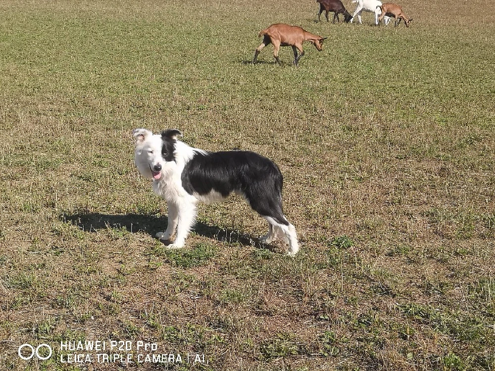 Căței Border Collie 