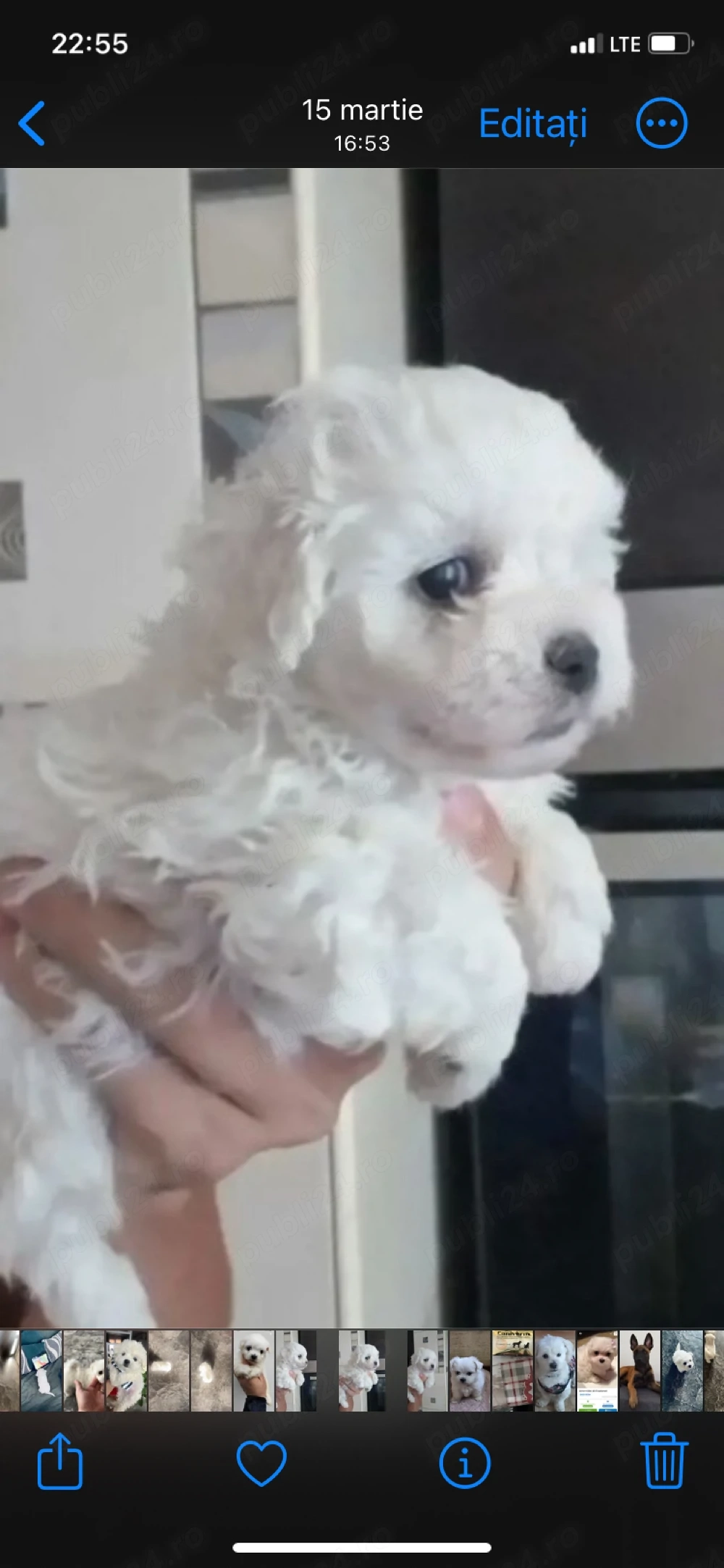 Vand bichon mini toy 6 saptamani 