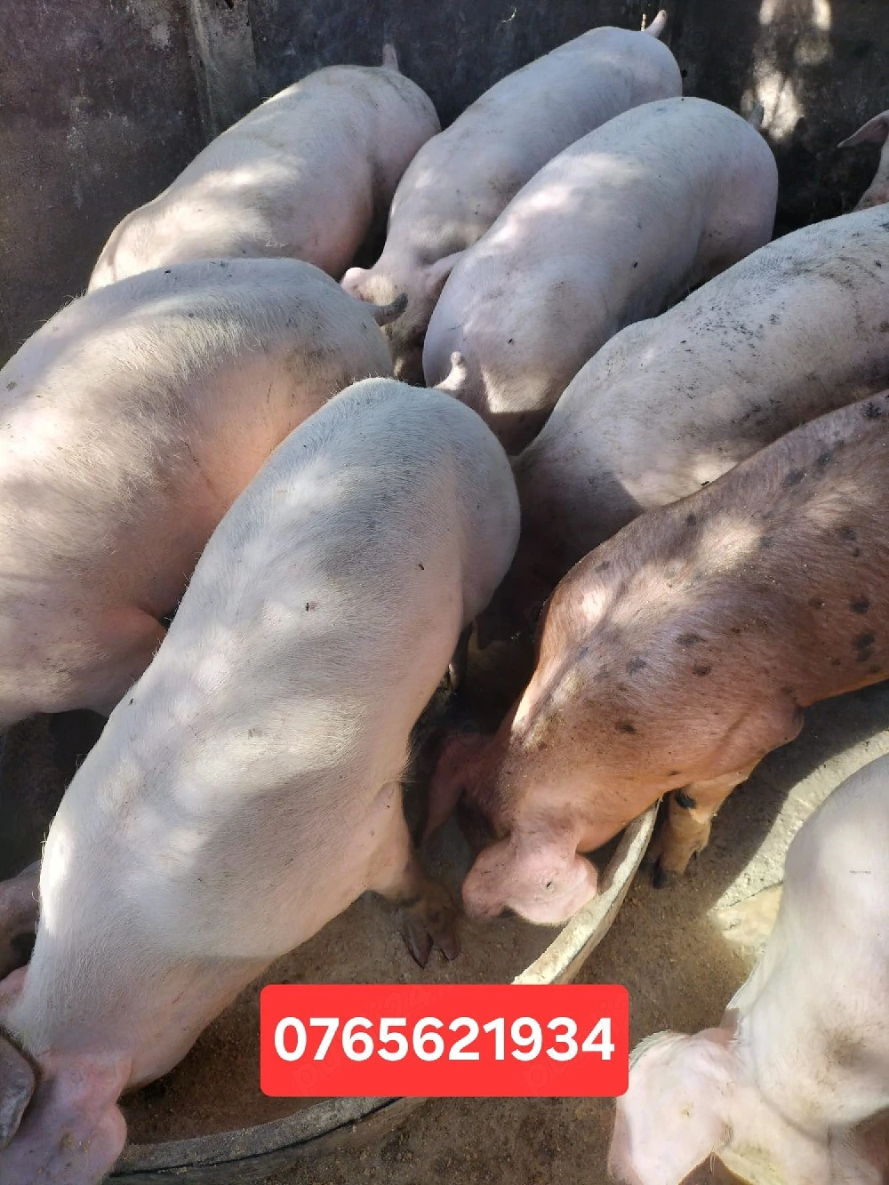 Porci de carne 50-230KG