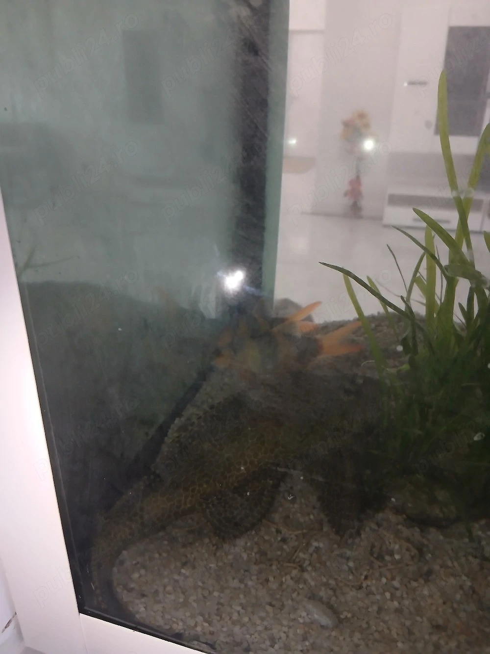 Vând 2 pesti Plecostomus 