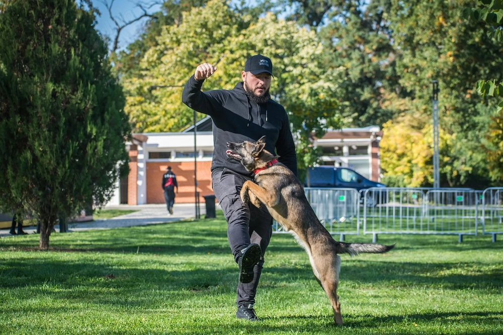Pui Ciobănesc Belgian Malinois