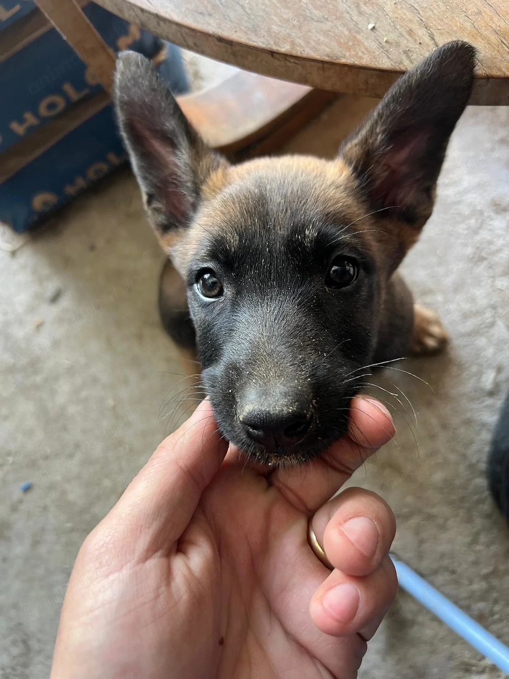 Pui Ciobănesc Belgian Malinois