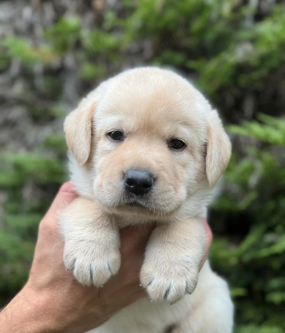 Cateluse de Labrador Retriever-SUPERBE