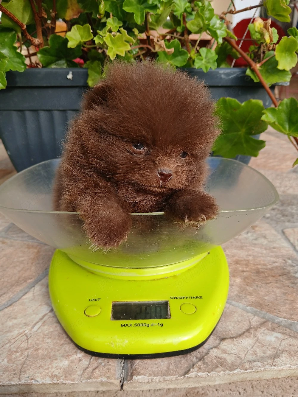 Asigur transport !!! Pui Pomeranian Chocolate masculi si femele !!!