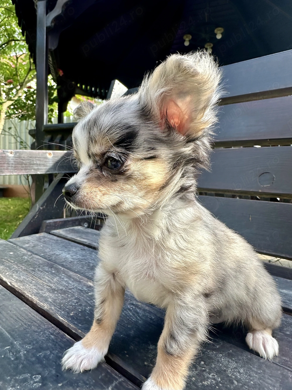 Pui chihuahua