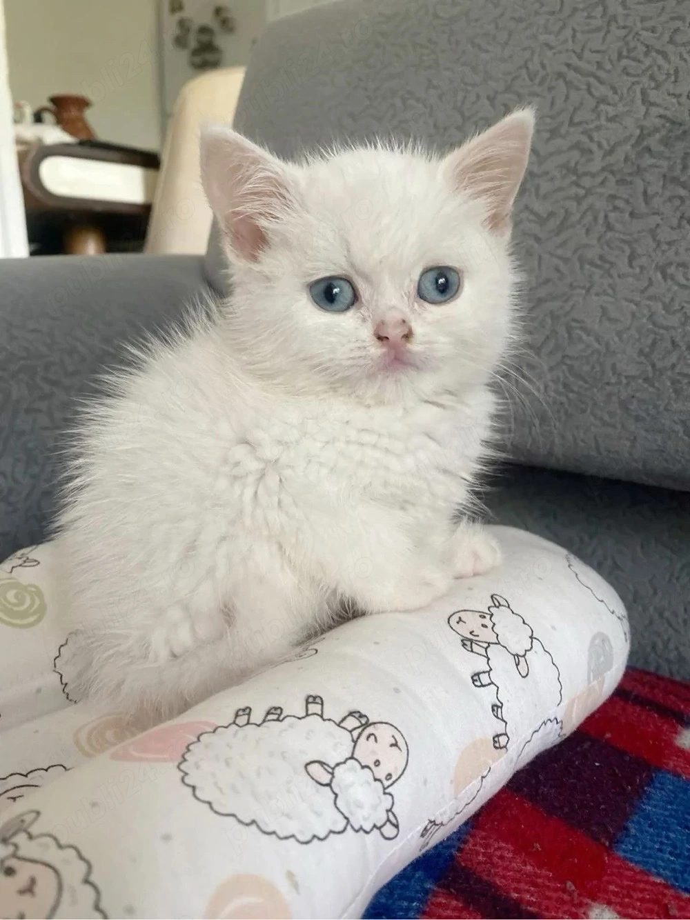 Ragdoll mascul