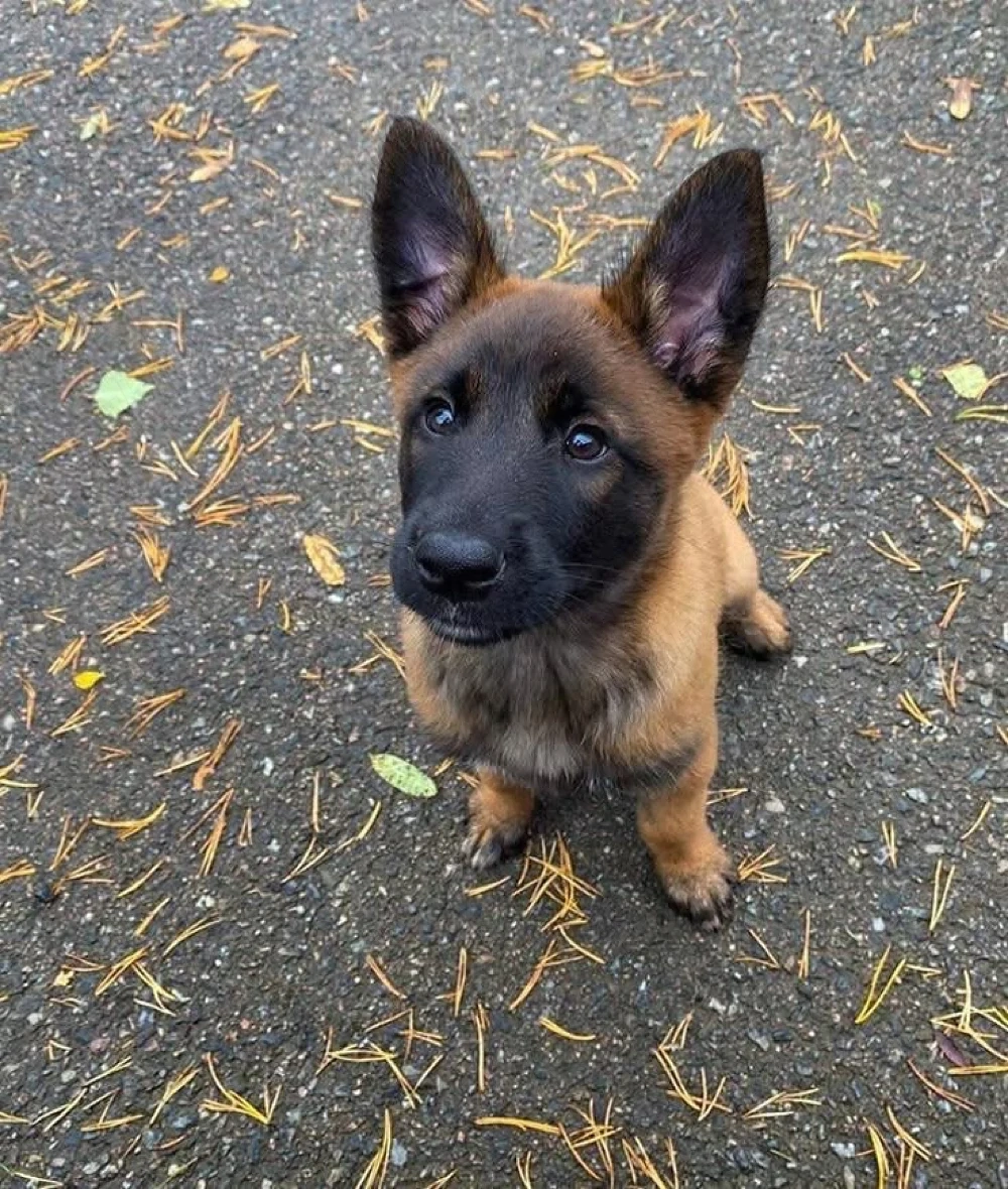 Vand puiut Ciobanesc belgian malinois baietel