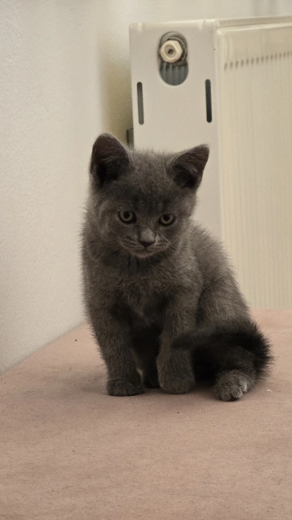 Pui British Shorthair 