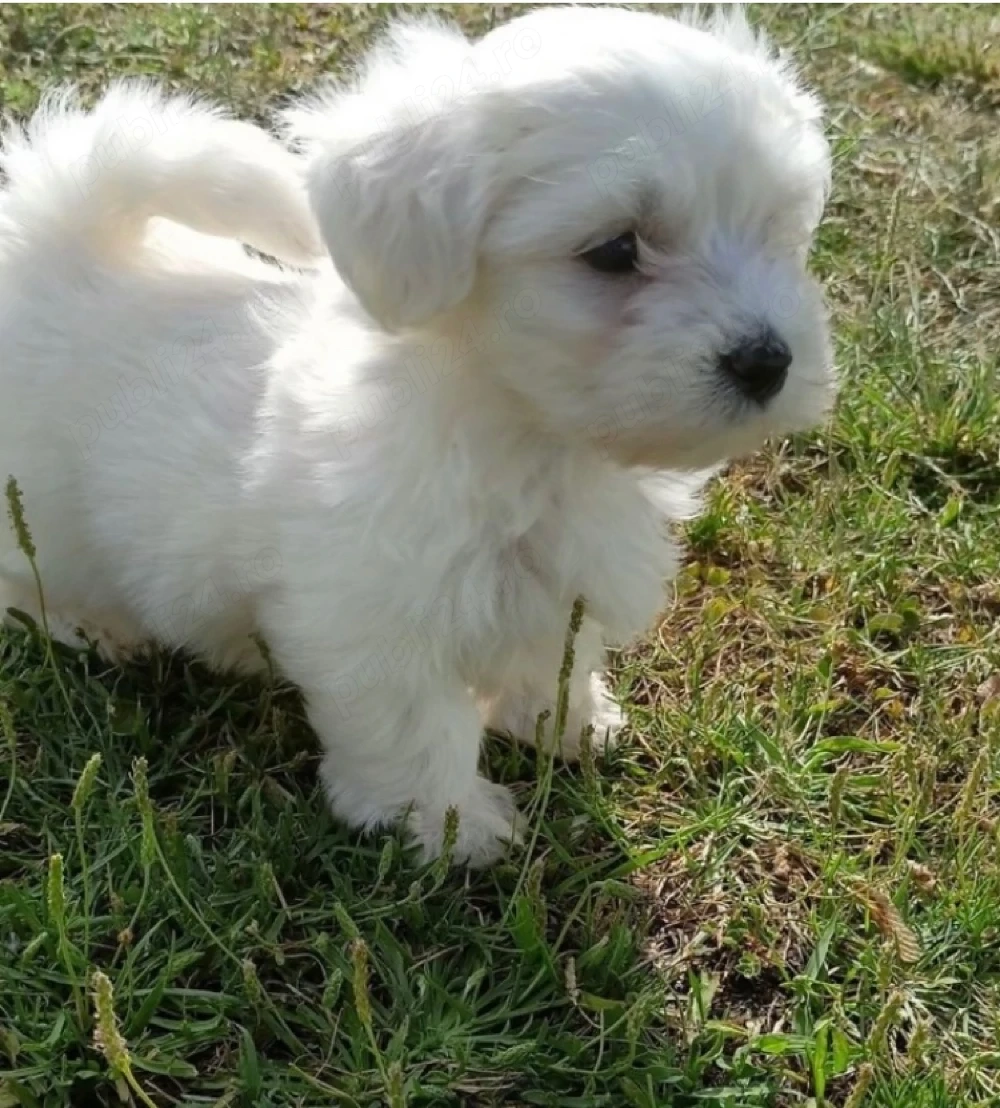 Vand bichon mini toy 6 saptamani fetita