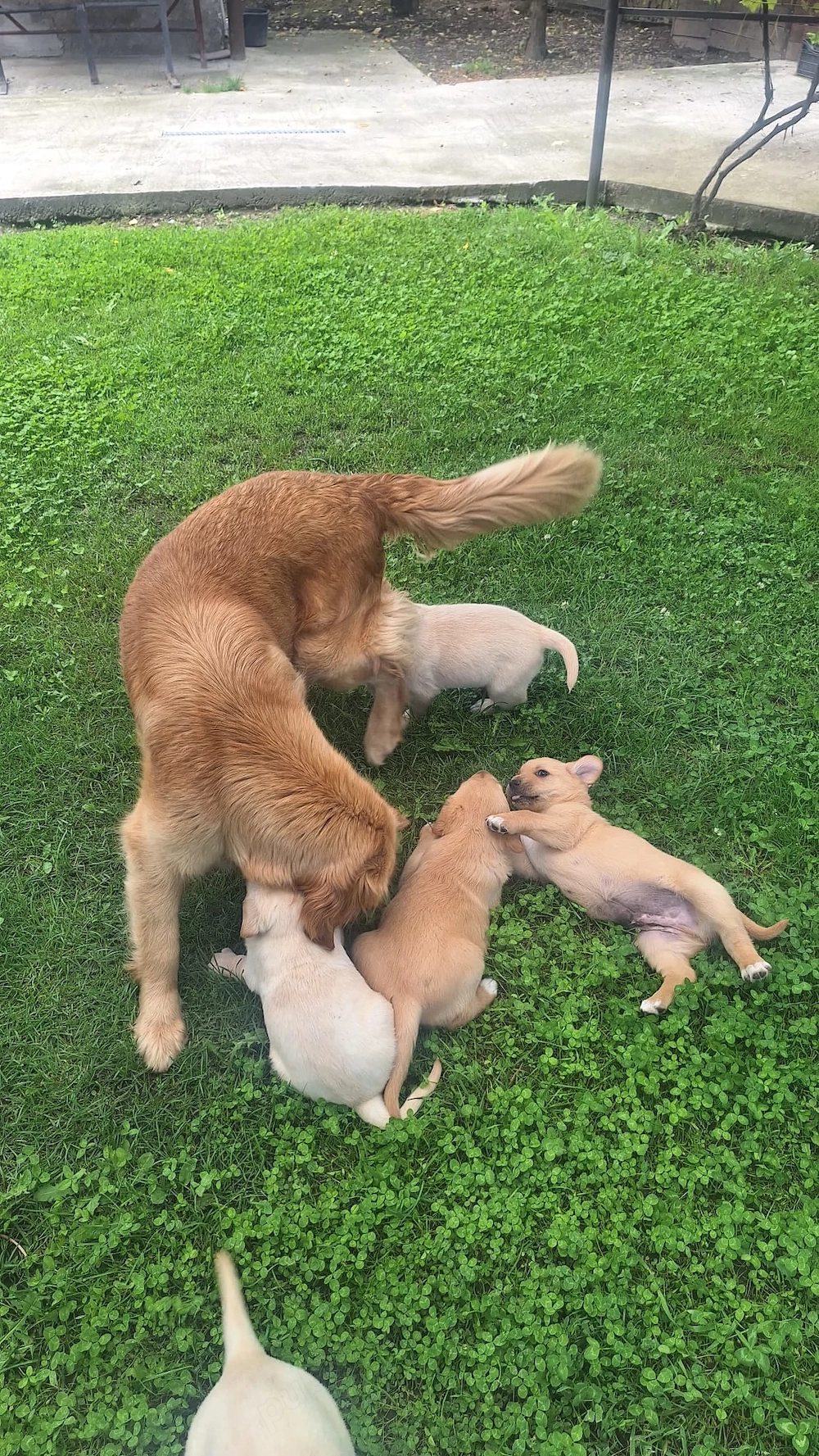 Vand pui Golden Retriever  - 6 saptamani