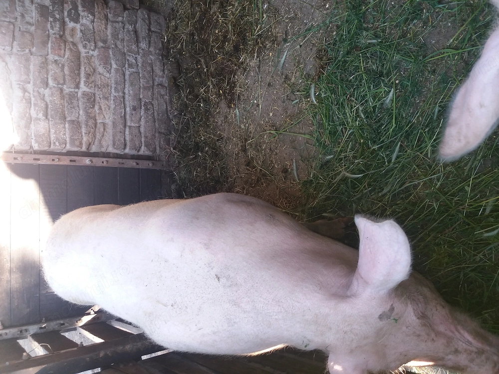 Vand porci 120 130kg 