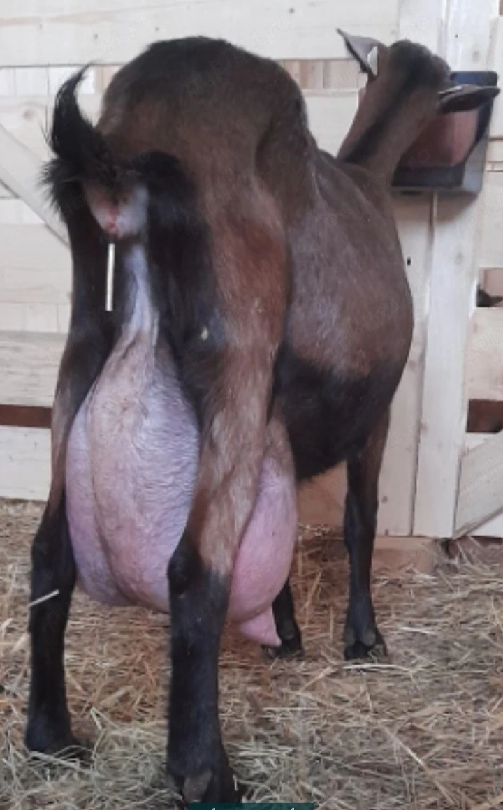 Tap alpin din părinți cu pedigree..