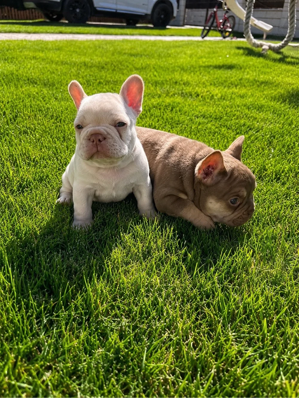 bulldog francez  