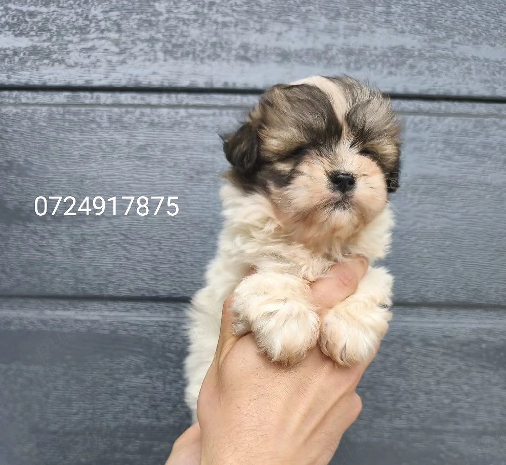 Bichon Maltes  Maltesse