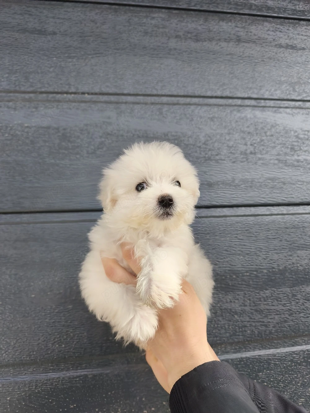 Bichon Maltesse toy