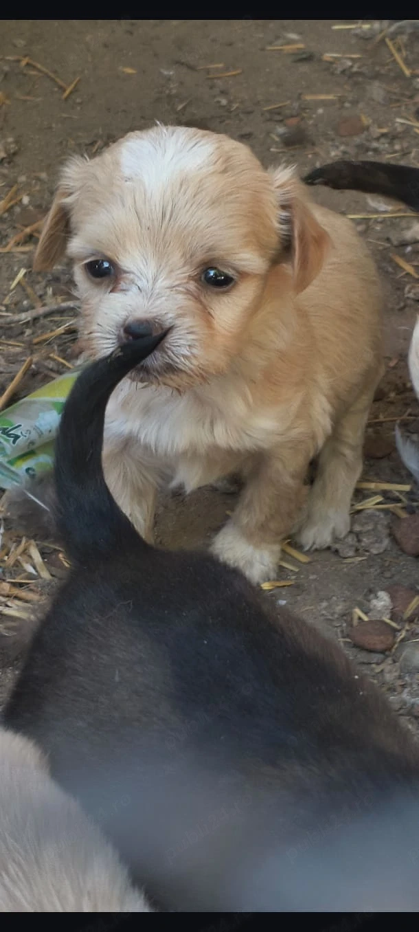Catei bichon maltez  Deparazitati