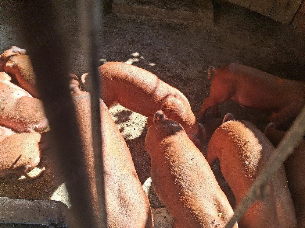 purcei duroc