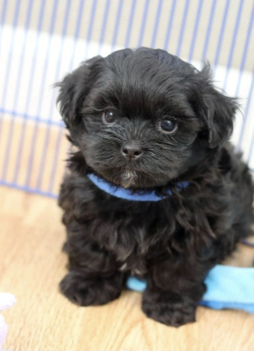 Bichon mini toy 