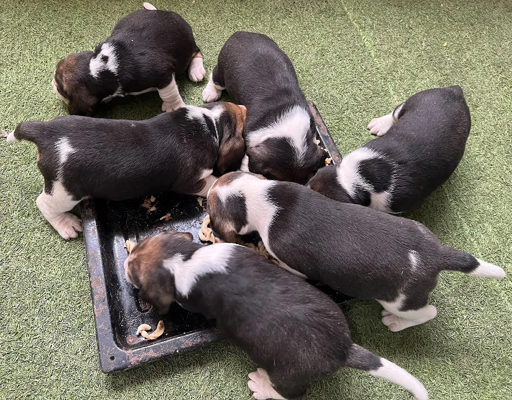 catei beagle 