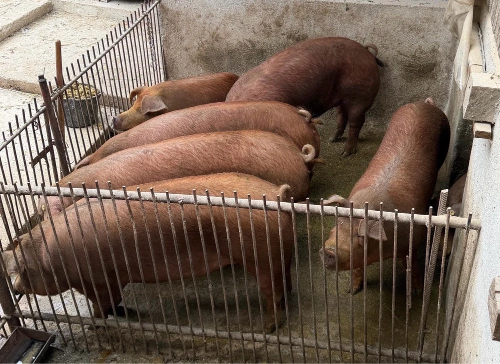 De vânzare porci de carne duroc (90-120 kg), vii sau carcasă, jud.ARAD